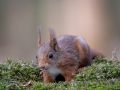 08-nldazuu_boshuit_Clinge-20190331
