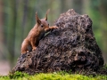 20-nldazuu_boshuit_Clinge-20190331