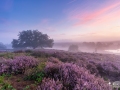 heidekoorts_2023-13-of-67