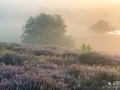 heidekoorts_2023-14-of-67