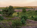 heidekoorts_2023-1-of-22