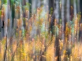 ICM_0001