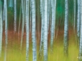 ICM_0004