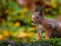 Geen herfst zonder eekhoorns