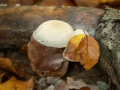 Herfstkriebels2024_deel2_B_-1464