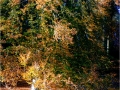 Herfst_20161030 (1 of 27)