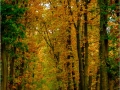 Herfst_20161030 (17 of 27)