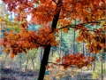 Herfst_20161030 (9 of 27)