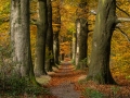 Herfstkriebels_33