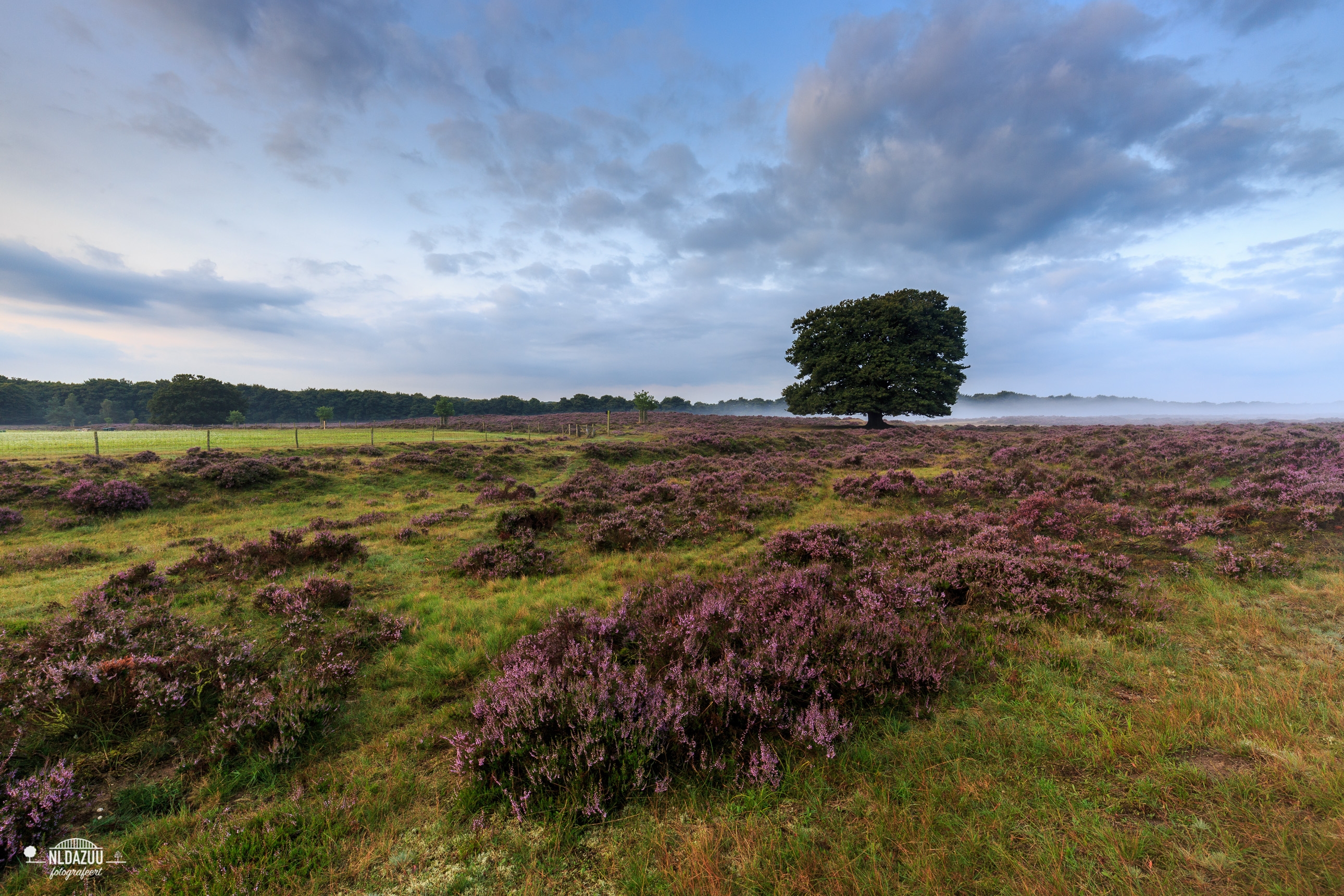 Stuitermoment op de heide
