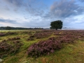 Stuitermoment op de heide