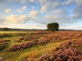 Gouden uur op de heide bij Oud Reemst