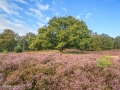 nldazuu_Posbank2014_ (10 van 20)