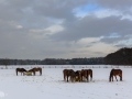 Paarden in de sneeuw bij Oud Reemst