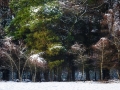 Winters landschap Oud Reemst