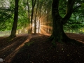 Let there be light