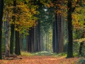 nldazuu_herfstkriebels_-20231109_002