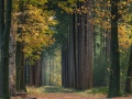 nldazuu_herfstkriebels_-20231109_004
