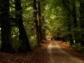 nldazuu_walking_in_wonder (21 van 78)