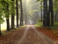 nldazuu_walking_in_wonder (30 van 78)