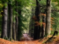 nldazuu_walking_in_wonder (34 van 78)