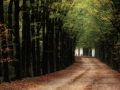 nldazuu_walking_in_wonder (66 van 78)