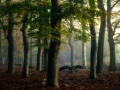 nldazuu_walking_in_wonder (78 van 78)