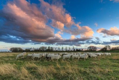 Huissense schaapskudde