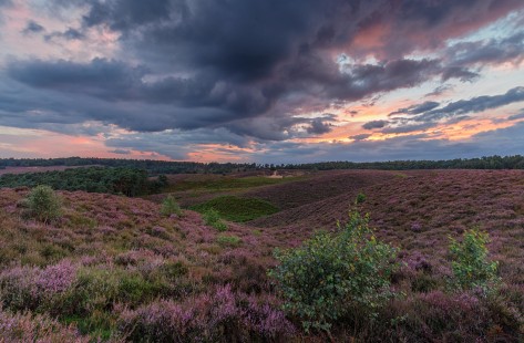 The return of the purple hills #Posbank @veluwezoom