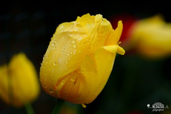 Tulpen2023_005