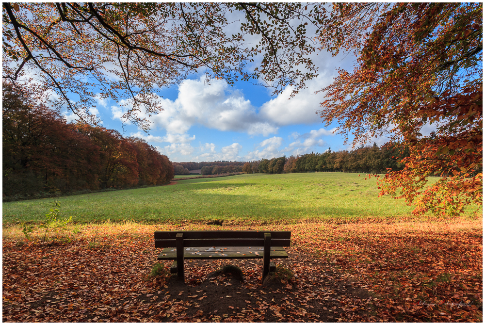 Herfst, bladeren, golden colours, zitbank, uitzicht, Arnhem