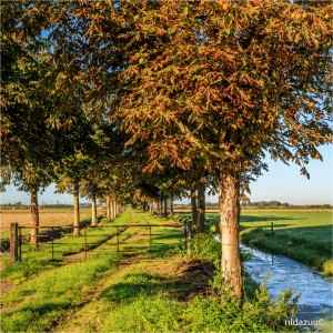 Arnhem, dave zuuring, Drielsedijk eo., Gelderland, Lucht, Vorege herfst, Drielsedijk eo., Driel, dijk, herfstkleuren, bomen, tree, westerbouwing,