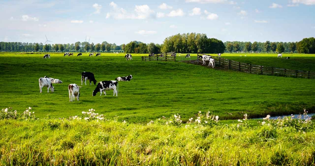 Een hollands tafereel in de Aarlander polder