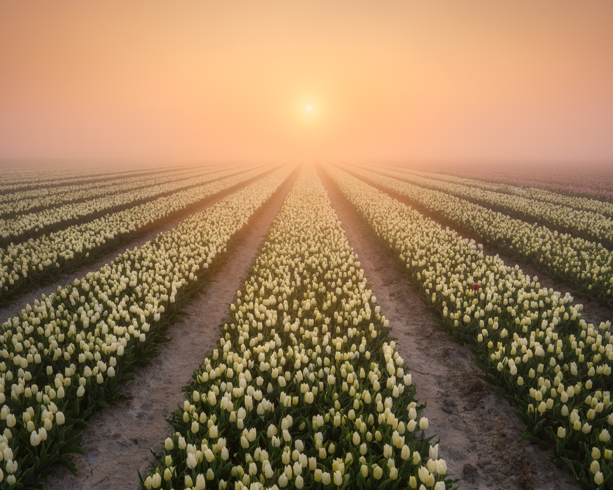 Tulpen en mist gefotografeerd door Ellen van den Doel