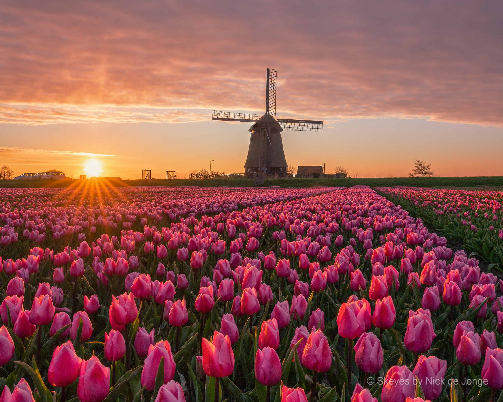 Klassiek Hollands tulpenlandschap vastgelegd door Nick Skeyes