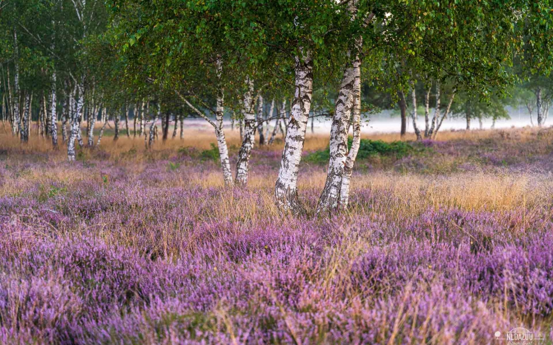 Berkenbomen in de paarse bloeiende heide