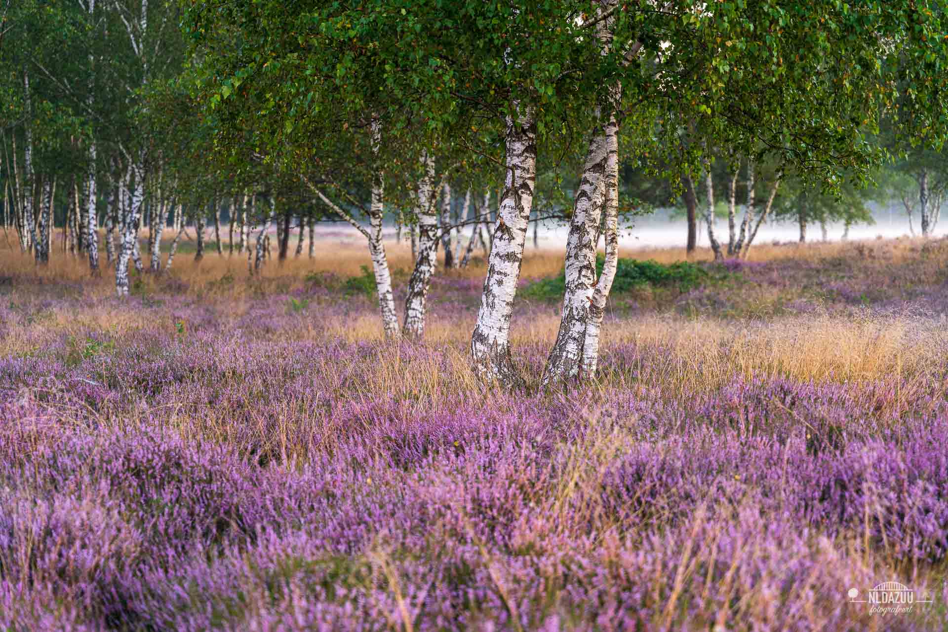 Berkenbomen in de paarse bloeiende heide