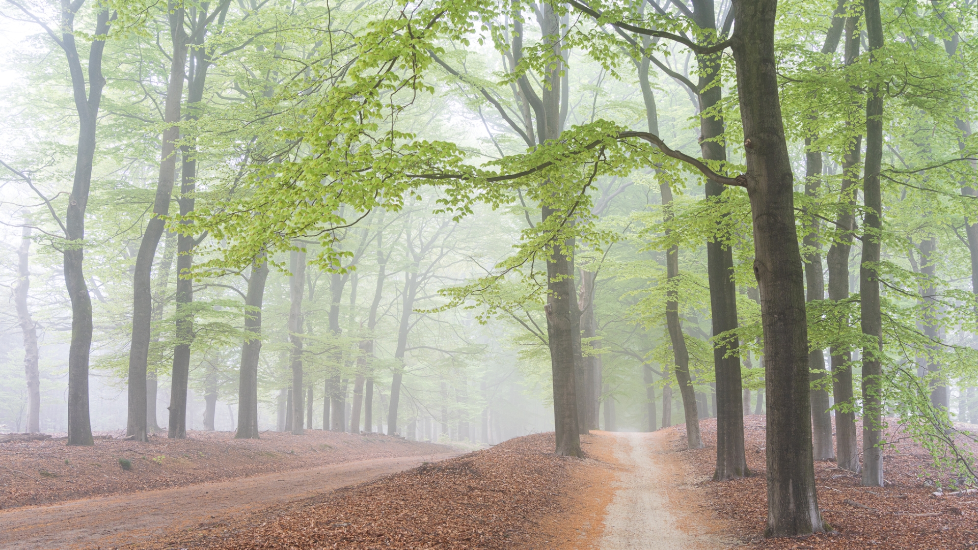 De mooiste bomenlaan van Nederland tijdens een frisse lente ochtend met mist