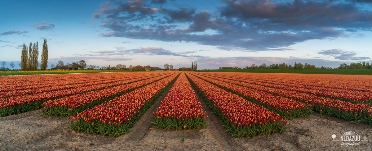 Panorama van de tulpen bij Pannerden