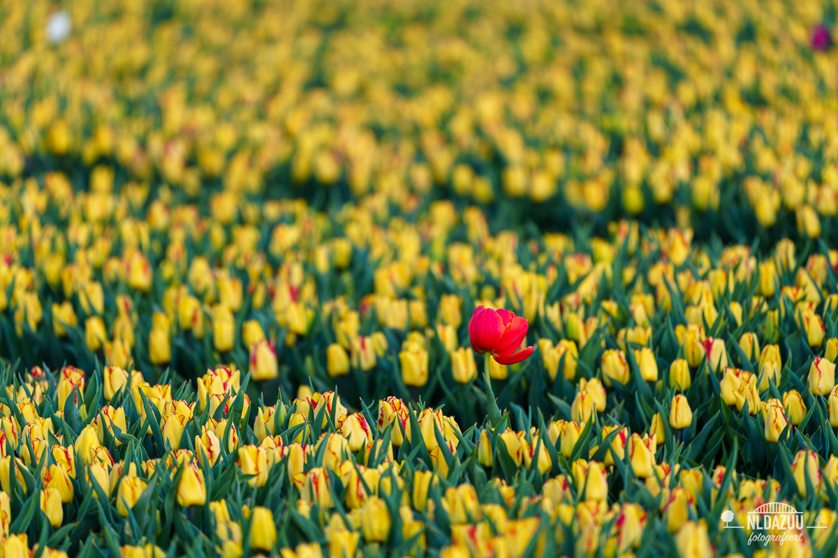 Rode tulp in geel tulpen veld.