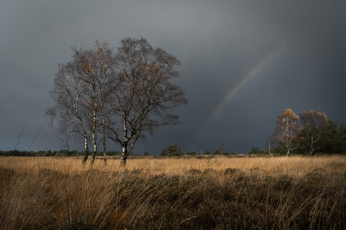 Regenboog en regenbui boven het Rozendaalse veld