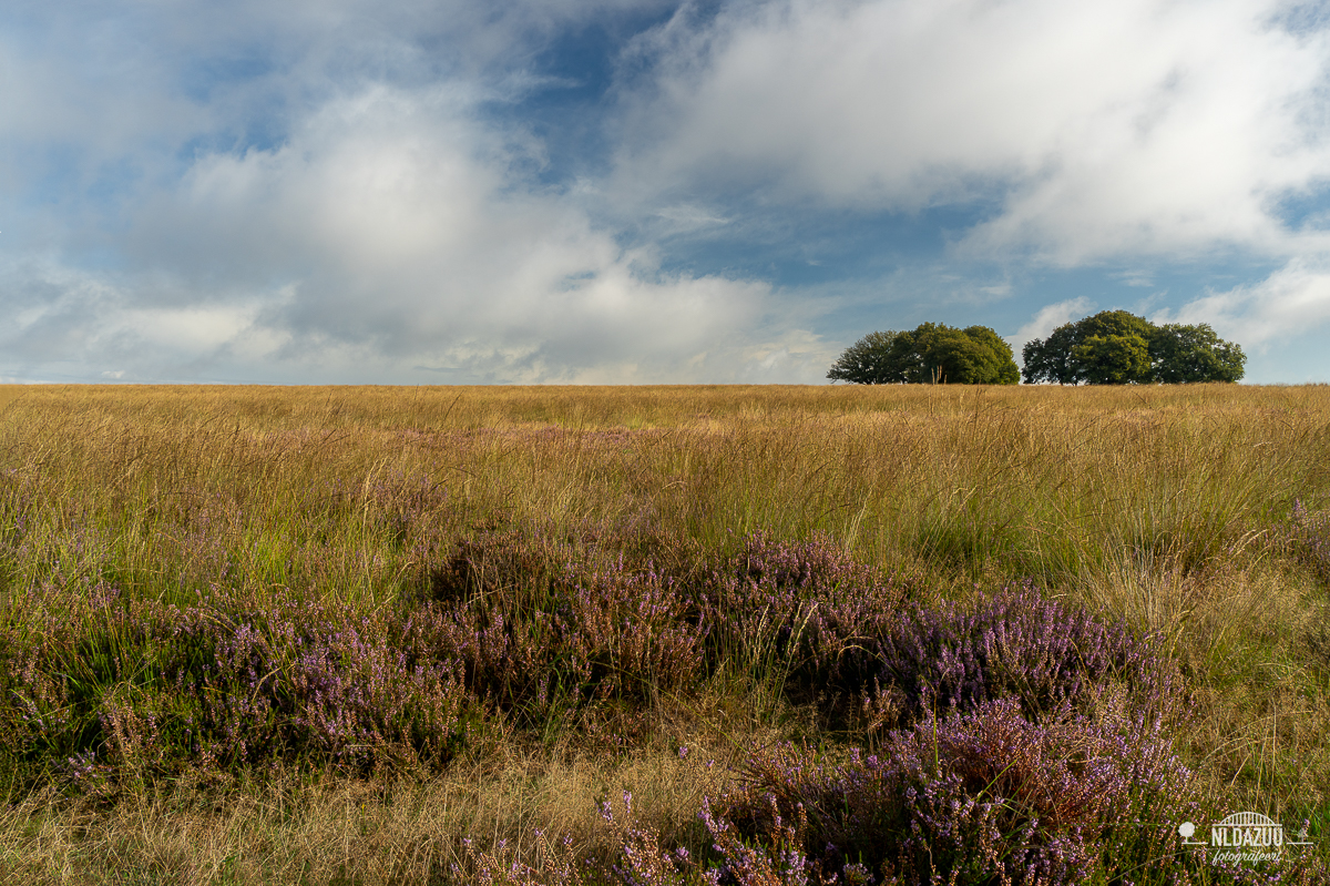 Terletse heide