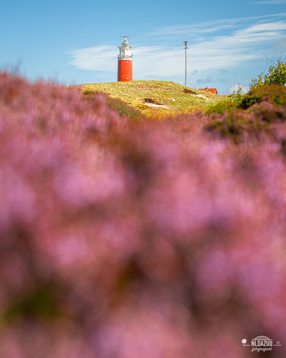 bloeiende heide in de voorgrond en de Texelse vuurtoren op de achtergrond