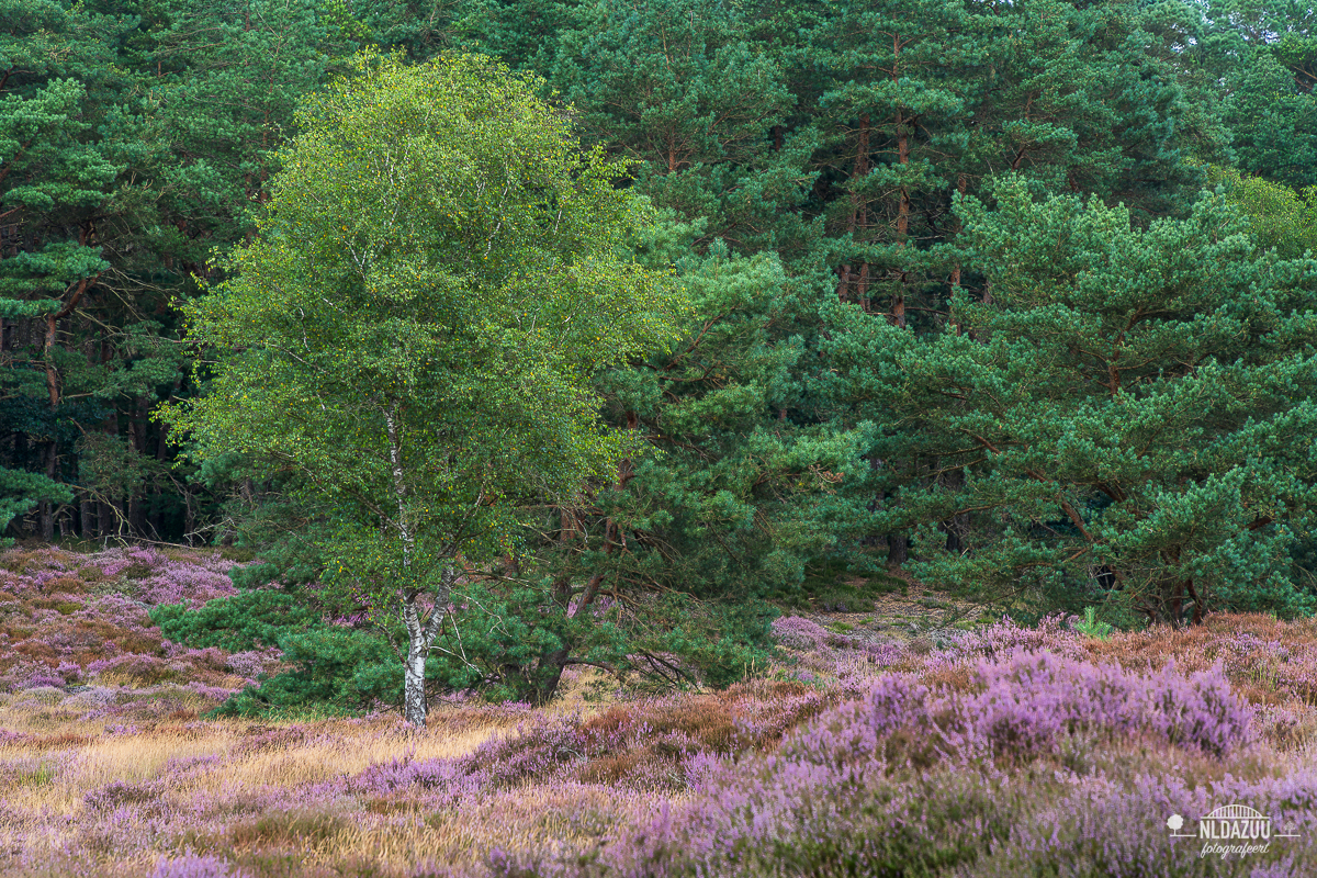 heidestein, een intiem natuurgebied in het Utrechtse landschap