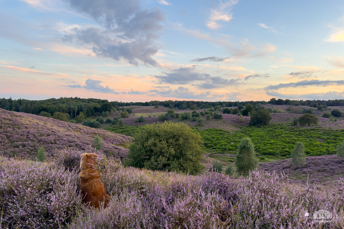 Hond observeert heidelandschap