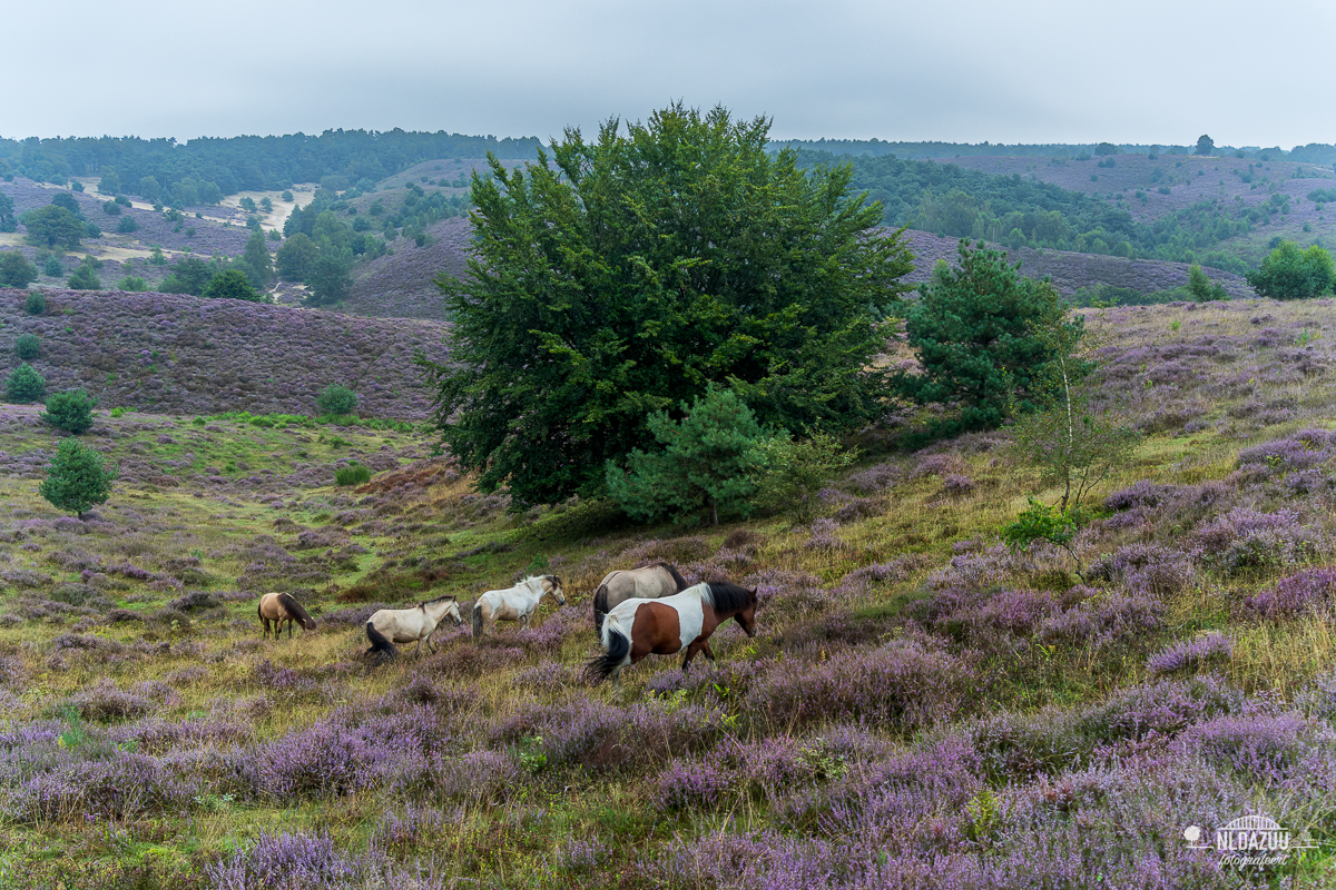 Kleine kudde paarden in de bloeiende heide op de Posbank