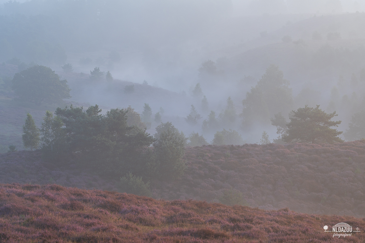 Heide en mist over het herikhuizerveld