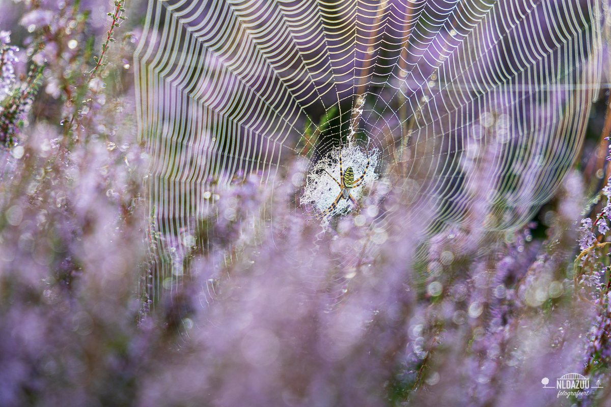 Wespenspin in spinneweb in bloeiende heide