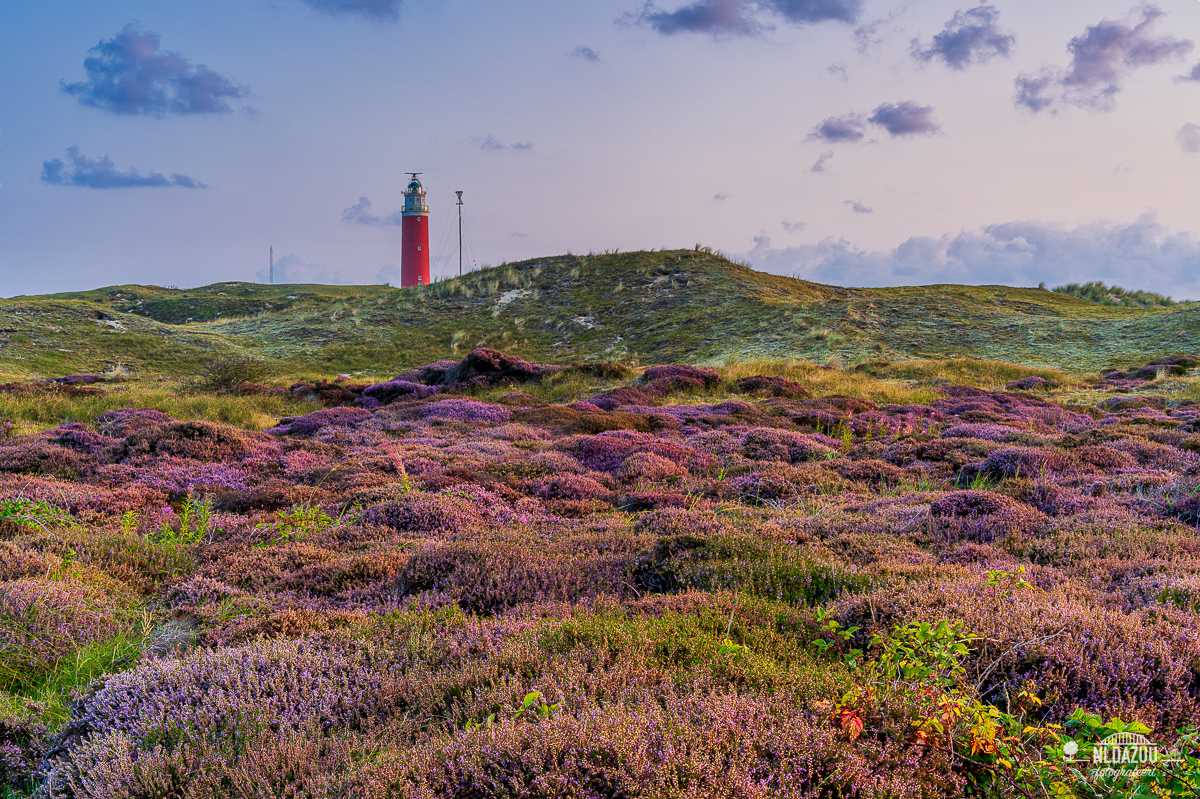 Focus stack heide bij vuurtoren Texel