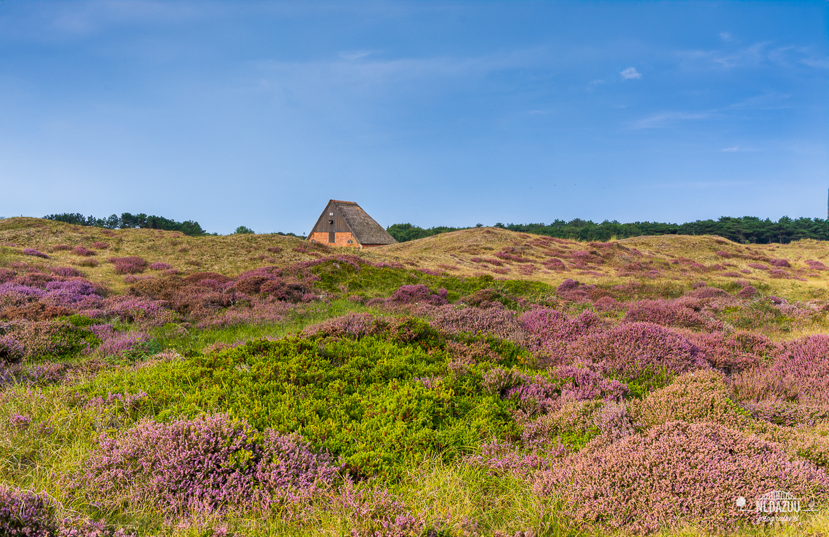 Bloeiende heide op Texel bij schapenboet van Hopman, de Muy